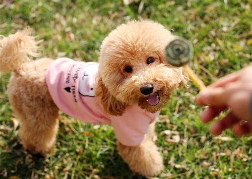 重庆宠物医院排名:和宠物一起睡觉要注意这几点! 重庆宠物医院排名:和宠物一起睡觉要注意这几点!